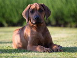 Pemba de Karibu Ridgeback, 4 mois