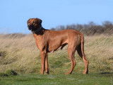 Pemba de Karibu Ridgeback,3 ans