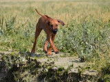 Tanzanian Dream de Karibu Ridgeback,5 mois