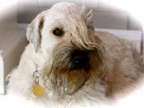 All Stars Wheaten Terrier