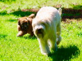 All Stars Wheaten Terrier