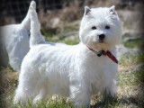 Westie Darinielle