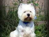 Westie Darinielle