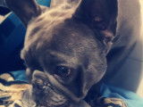 BlueVet