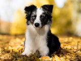 Educanis