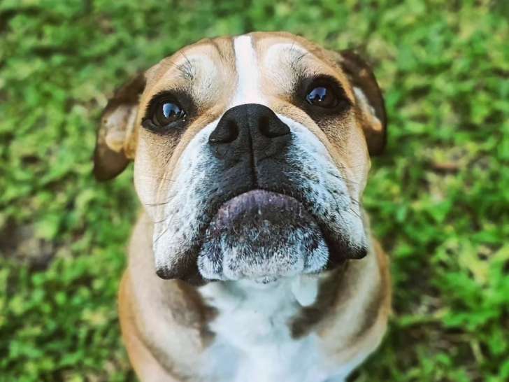 Dog Pawsitiv'Training