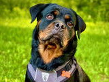 Rottweiler Lanaudière