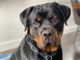 Rottweiler Lanaudière