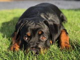 Rottweiler Lanaudière