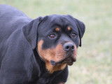 Rottweilers Der Festung