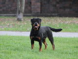 Rottweilers Der Festung
