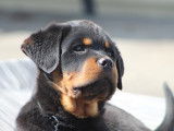 Rottweilers Der Festung