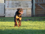 Rottweilers Der Festung