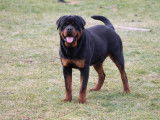 Rottweilers Der Festung