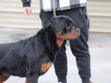 Rottweilers Der Festung
