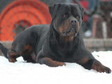 Rottweilers Der Festung