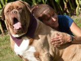 Valley Mastiff Rescue