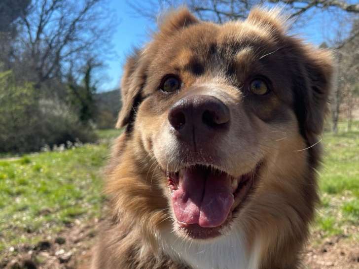 Mieux dans mes pattes