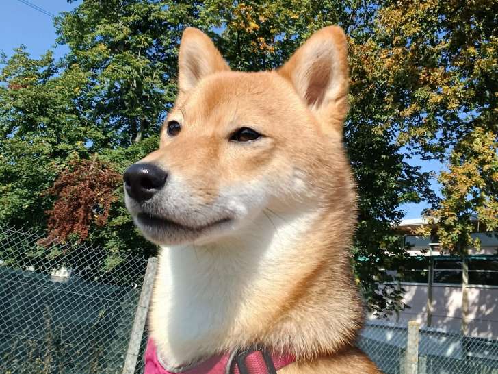 Passion Animaux 58/18