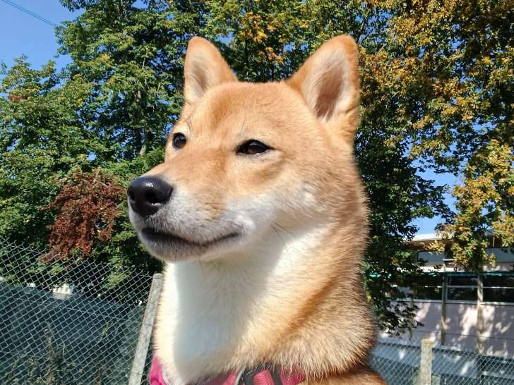 Passion Animaux 58/18