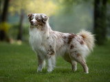 Canis Dei