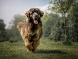 Canis Dei