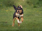 Canis Dei