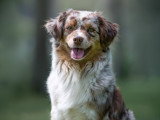 Canis Dei