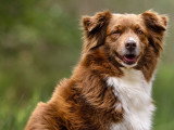 Canis Dei