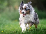 Canis Dei