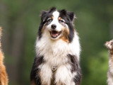 Canis Dei