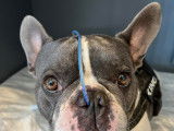 Kasteel Vetcare