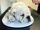 Kasteel Vetcare