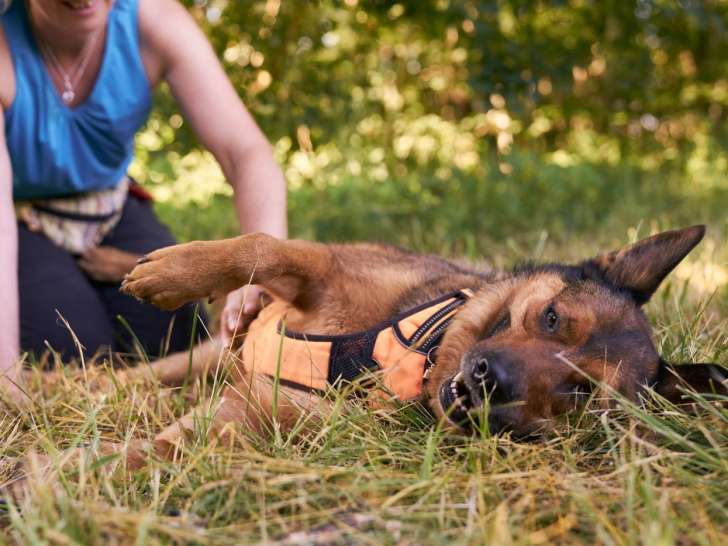 La truffe &agrave; l'oreille