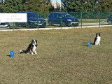 Training Club Canin de Beinheim