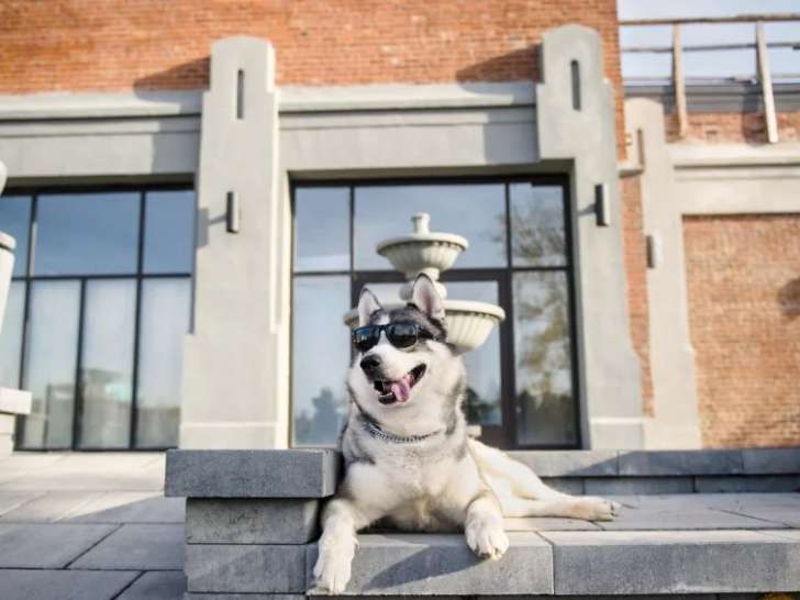 Doggieville MTL