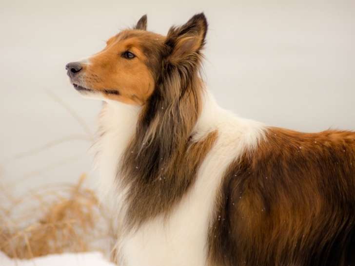 Centre Fusion Canine