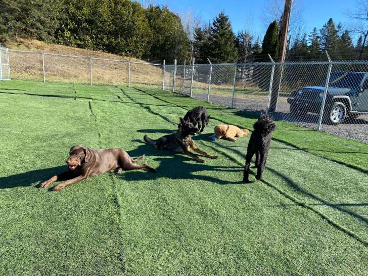 Palace pour chiens