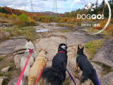 DogGo