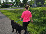 DogGo