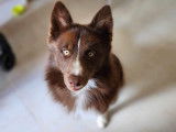 Little paw