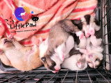 Little paw