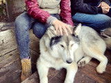 Ecole d'Ostéopathie Spécialisée Animal (EOS)