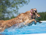 Aqua Canin Sherbrooke