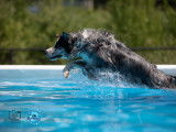 Aqua Canin Sherbrooke