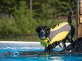Aqua Canin Sherbrooke