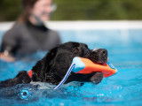 Aqua Canin Sherbrooke