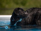Aqua Canin Sherbrooke