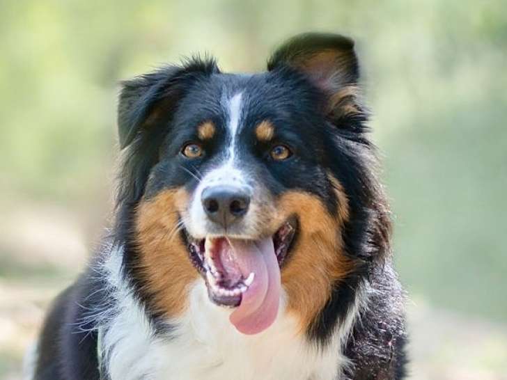 L’Opalyne Des Pierres Précieuse