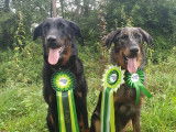 Beauceron